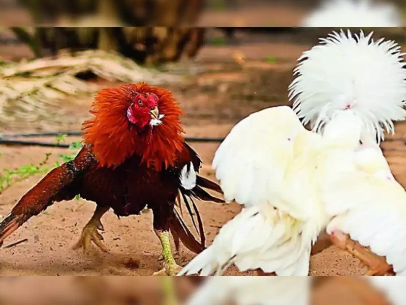 Kỹ Thuật Nuôi & Chế Độ Dinh Dưỡng "Công Nghiệp Hóa"