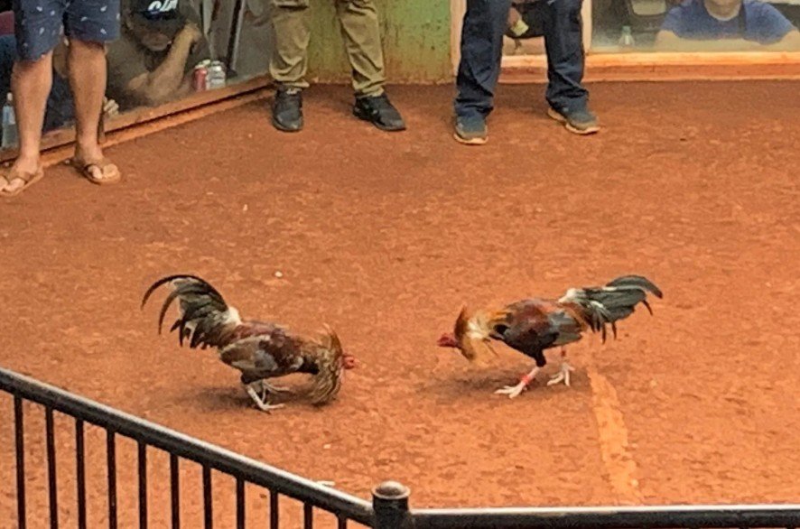 Tại Sao Phải Chọn Nuôi gà đá cựa sắt