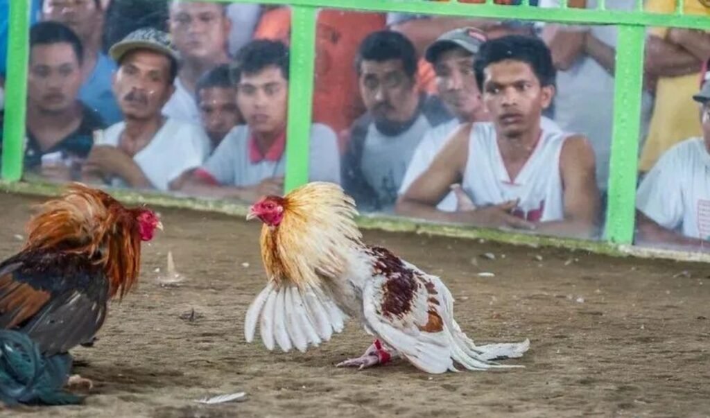 Kinh Nghiệm Soi Kèo Đá Gà Bj38 "Trăm Trận Trăm Thắng"