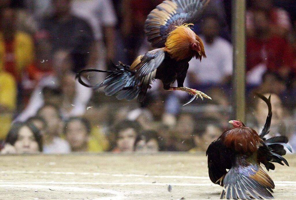 Quy Trình [Cách Nuôi Gà Trước Khi Ra Độ] Từ A-Z