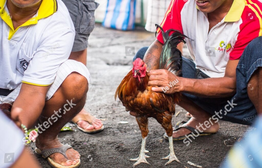 Phân Tích Cốt Lõi: Tại Sao Cấm Đá Gà