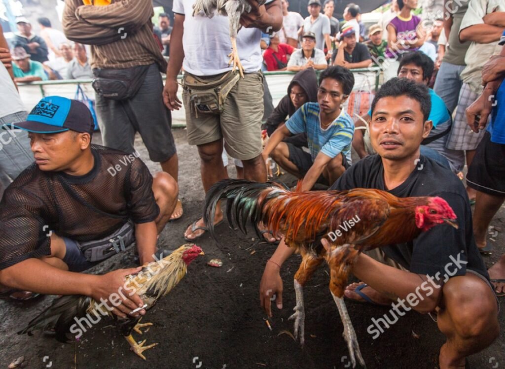 Hướng Dẫn Nuôi Gà "Sạch" & Đúng Luật Từ A-Z