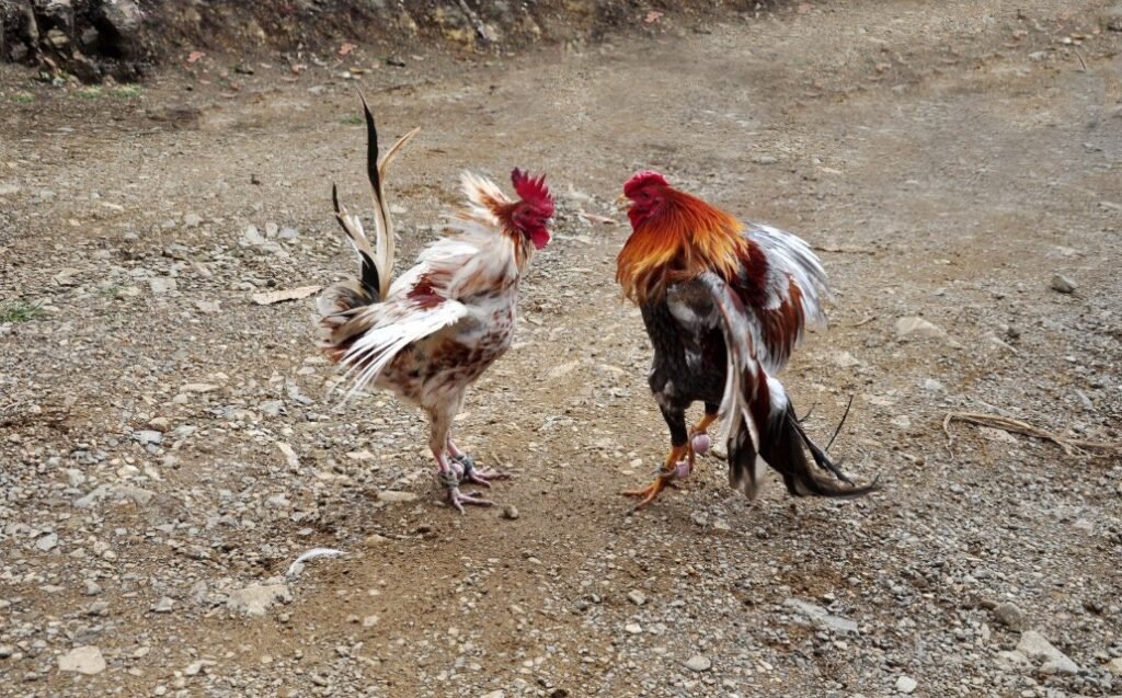 Nguyên Nhân Về "Thiên Thời" & Màu Mạng (Theo Kê Kinh Diễn Nghĩa)