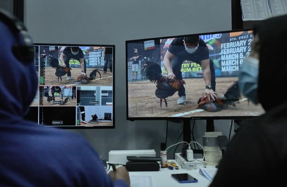 Cách Nuôi Gà Trước Khi Ra Độ tại sao Lại Quyết Định Thành Bại