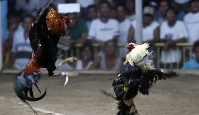 Xem Màu Mạng & Ngày Giờ Ra Trận: "Có Kiêng Có Lành"