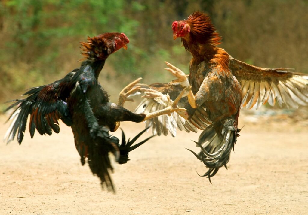 Chiến Thuật "Thiên Thời": Cách Chọn Ngày Ra Trận