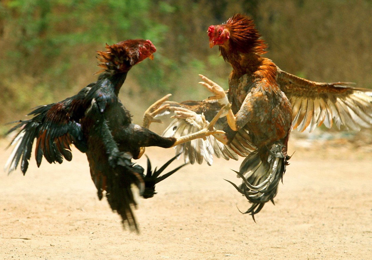 Chiến Thuật "Thiên Thời": Cách Chọn Ngày Ra Trận