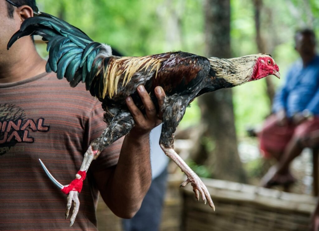 Tại Sao Việc Xem Màu Mạng Gà Lại Quan Trọng?