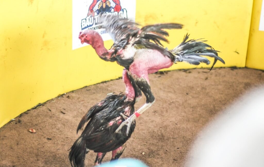Làm thế nào để gà chọi sung, Đỏ Da, Thắm Thịt
