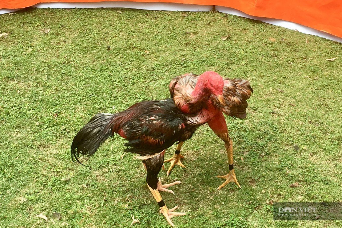 Trụ Cột 1: Dinh Dưỡng "Thép" - Ăn Gì Để Gà Sung?