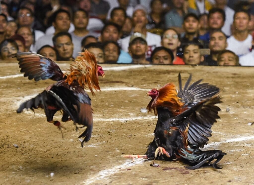 [TẠI SAO ĐÁ GÀ TRÊN MẠNG LUÔN THUA] - 3 Lý Do "Chết Người" Từ Góc Độ Chuyên Môn
