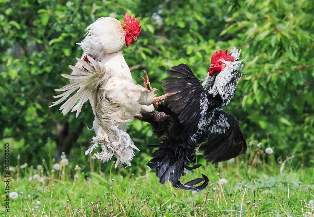 [CÁCH HUẤN LUYỆN GÀ ĐÁ CỰA] - Quy Trình "Thép" Từ A-Z