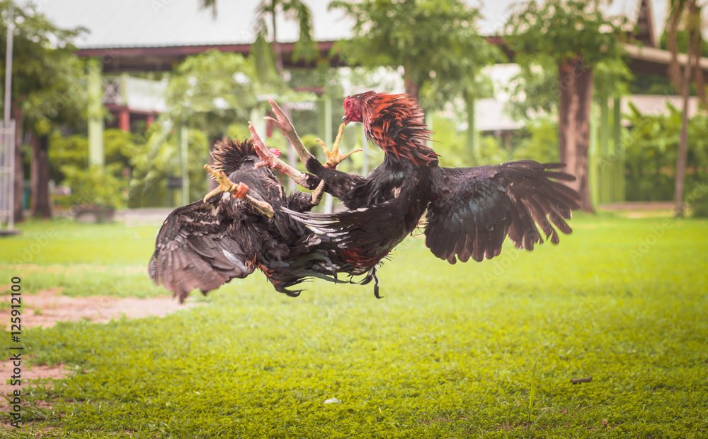 Cách huấn luyện gà đá cựa