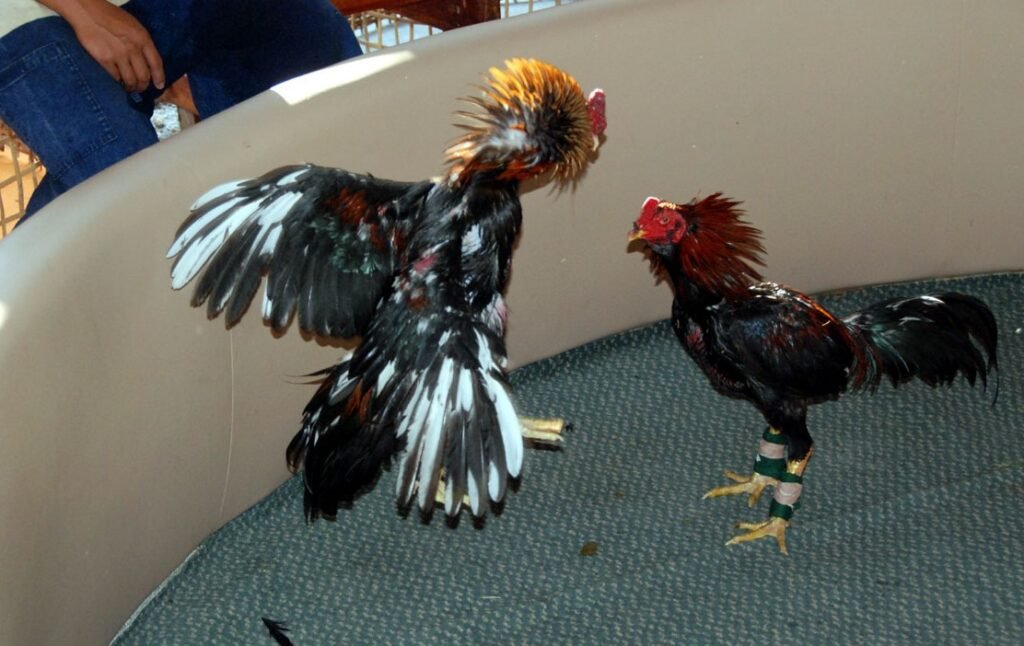 Giải Quyết Vấn Đề Nâng Cao & Lời Khuyên Từ Bj38