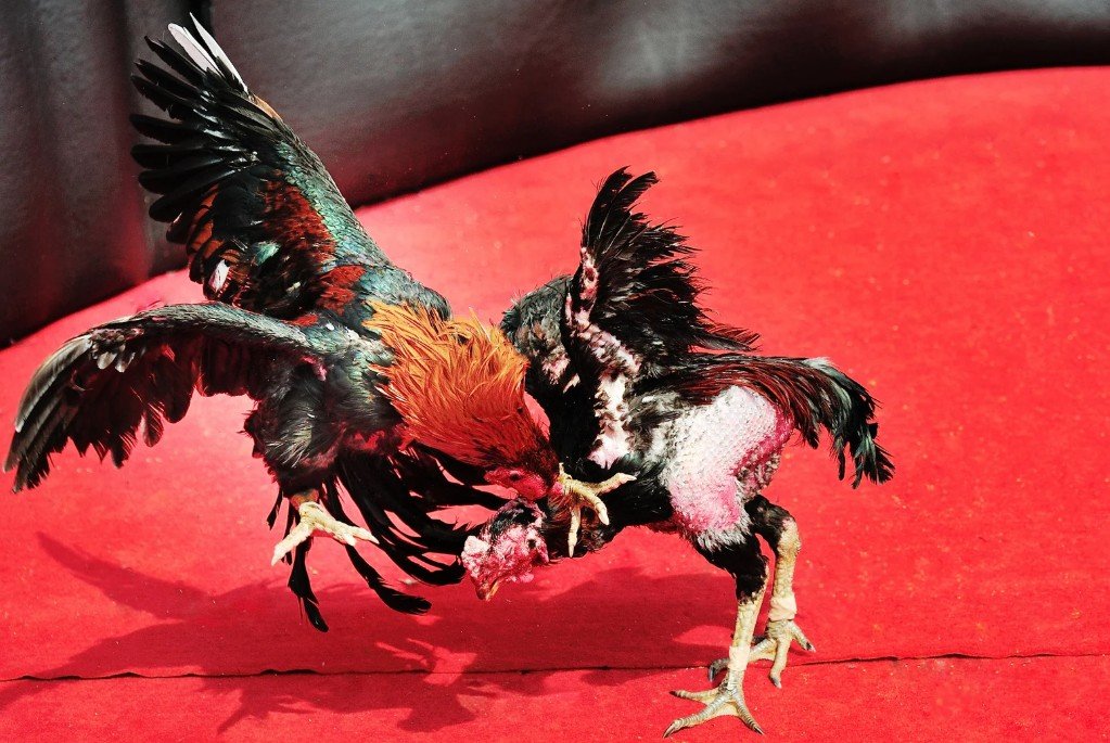 Tại Sao Cách Nhận Biết Gà Đá Hay Lại Sống Còn