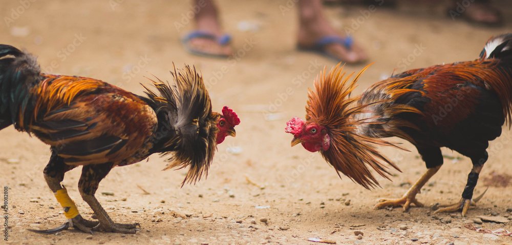 Cách Nuôi Gà Chọi Con Khỏe Mạnh: Bí Kíp Đúc Chiến Kê "Trăm Trận Trăm Thắng"