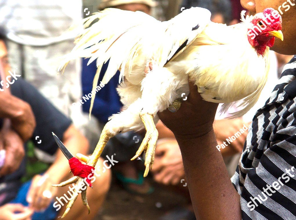 Cách Nuôi Gà Chọi 6 Tháng Tuổi: Bí Quyết Đúc Chiến Kê "Gân Lực, Khung Cốt Mạnh"