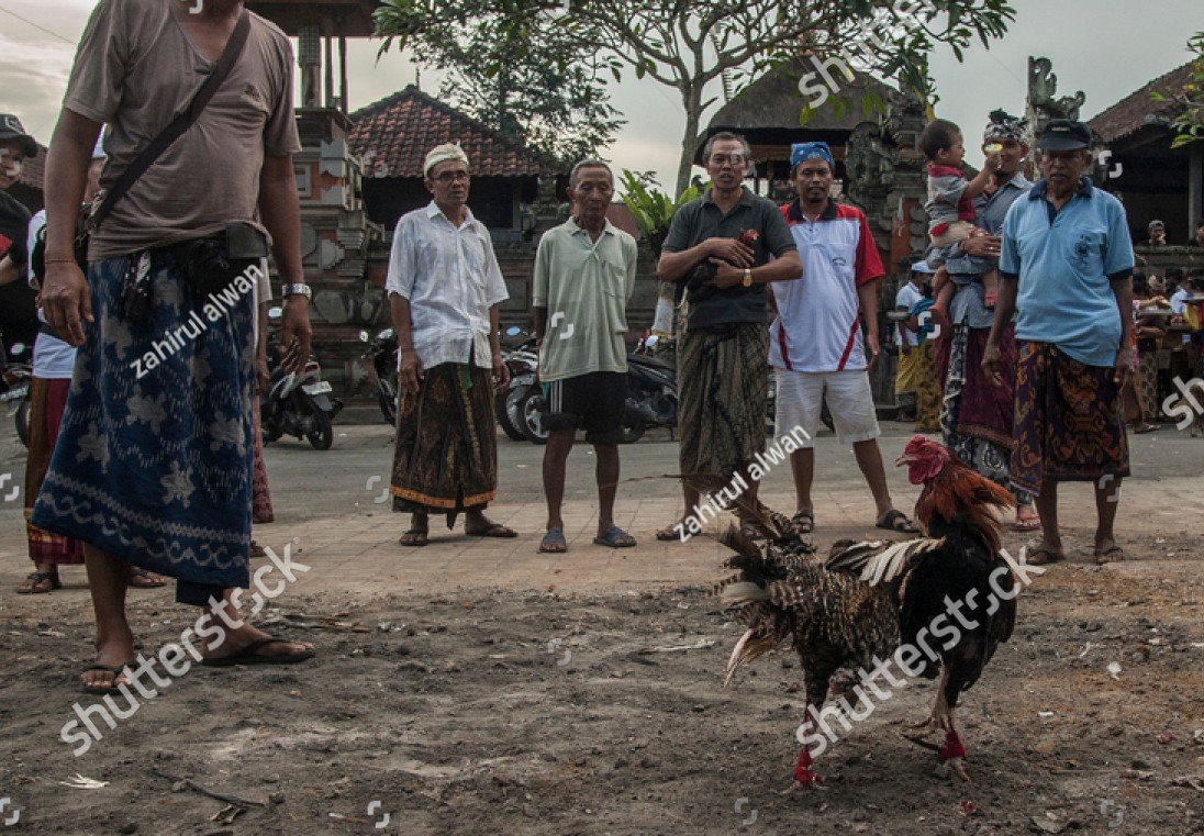 Quy Trình Nuôi Gà Con Nhanh Lớn Từ A-Z