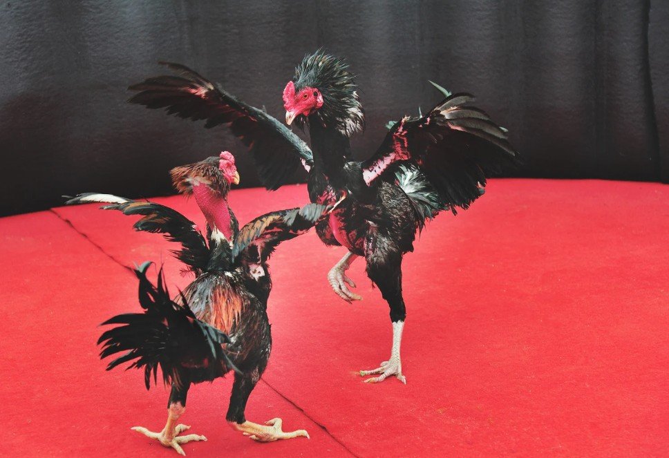 Cách Nhận Biết Gà Mái Chọi Hay: Bí Kíp Chọn "Mái Tổ" Đúc Chiến Kê Thần Kê