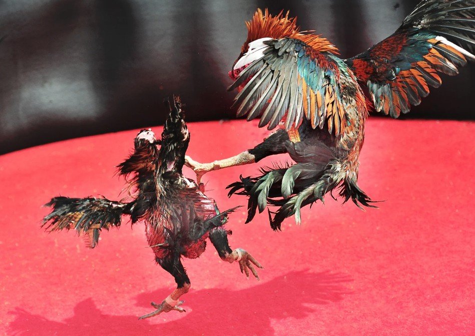 Kỹ thuật xem vảy chân và đặc điểm chân gà để dự đoán đòn cáo