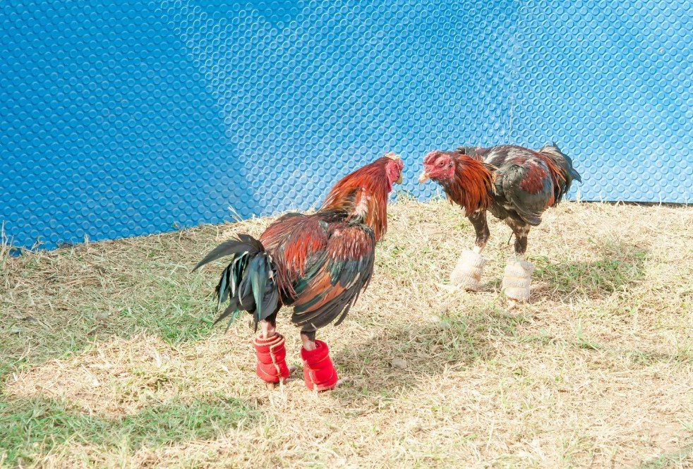 Cách Nhìn Gà Biết Lối Đá - Phân tích hình thể và khung xương