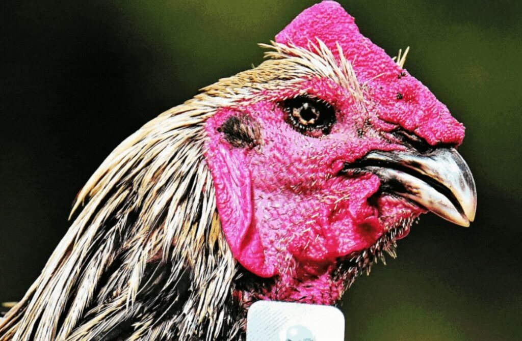 Tầm quan trọng của việc xem mắt gà chọi hay trong chọn giống