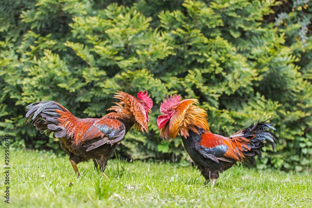 Thiết lập môi trường nuôi dưỡng và kỹ thuật úm gà