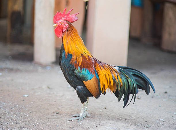 Độ linh hoạt của con ngươi và tia mắt trong Kinh Kê