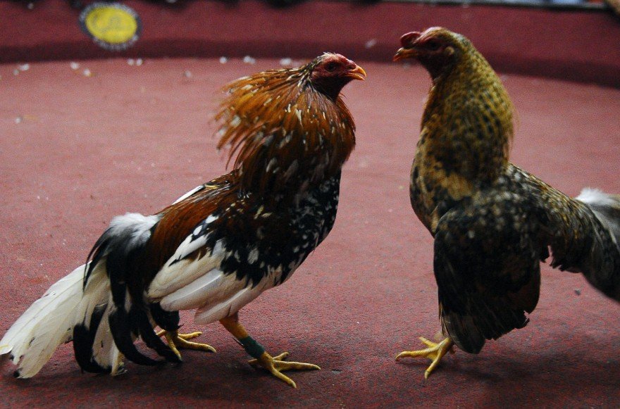 Tầm quan trọng của việc xem vảy gà chọi trong nghệ thuật chơi gà nòi