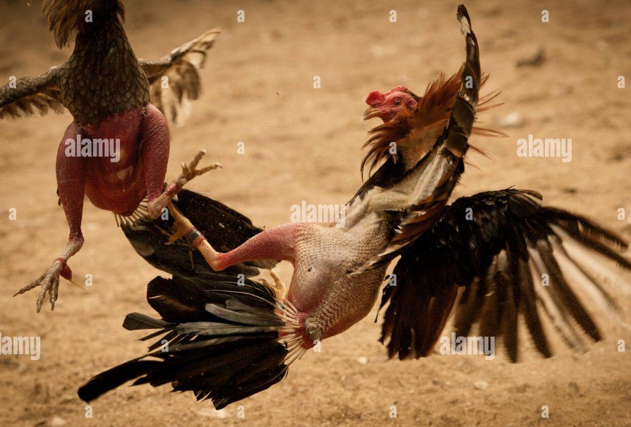 Mối quan hệ giữa hình thái vảy và kỹ thuật ra đòn (Đòn cáo)