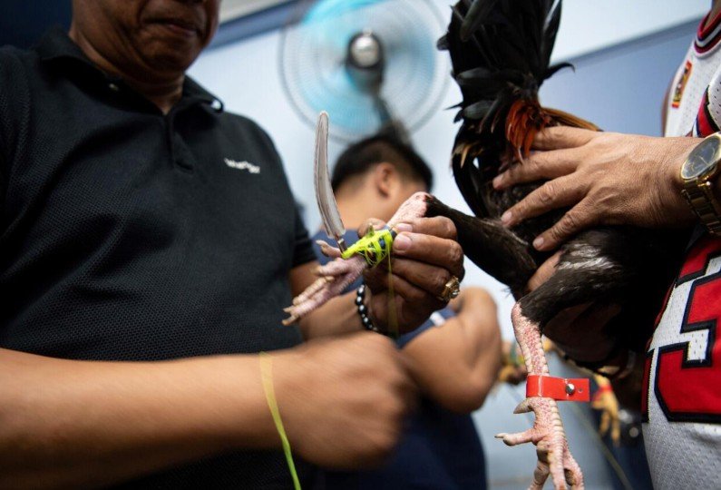 Giải mã các loại vảy quý (Linh kê - Thần kê) theo Kinh Kê Diễn Nghĩa