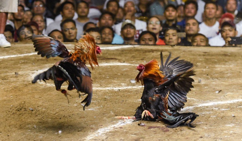 Bước 2: Dinh Dưỡng & Phòng Bệnh - Nền Tảng Thể Lực