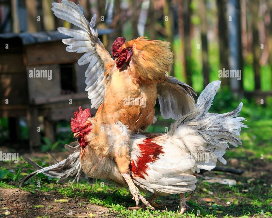 Đánh giá ngoại hình và tướng mạo theo "Kinh Kê Diễn Nghĩa"