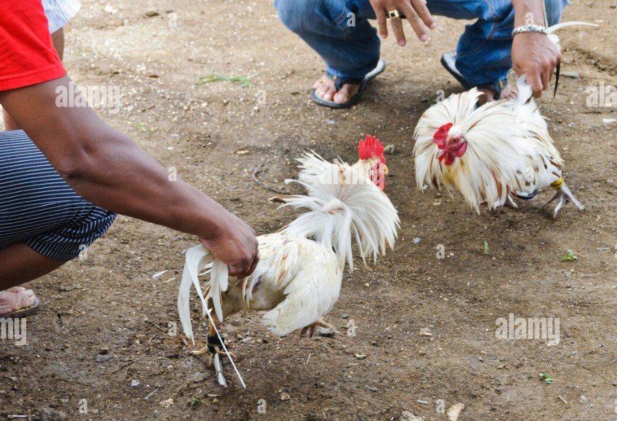 Bí Kíp Cách Chọn Gà Chọi Hay: Kinh Nghiệm "Vàng" Từ Dân Gian Đến Khoa Học