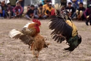 Chiến Thuật "Ngũ Hành" - Góc Nhìn Chuyên Gia