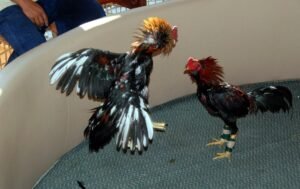 Giải Quyết Vấn Đề Nâng Cao & Lời Khuyên Từ Bj38