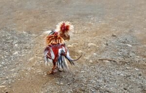 Tam Màu Mạng: Chọn Lông Theo Ngũ Hành (Theo "Kê Kinh")