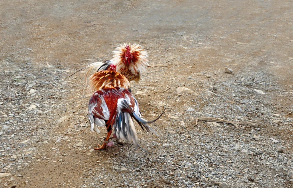 Tam Màu Mạng: Chọn Lông Theo Ngũ Hành (Theo "Kê Kinh")