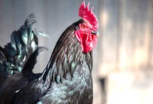 Quy trình vệ sinh chuồng trại và phòng bệnh tại vùng nông thôn