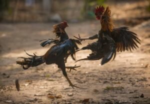 Bước 3: Kỹ Thuật "Om Bóp" & Luyện Tập - Bí Quyết Của Sư Kê