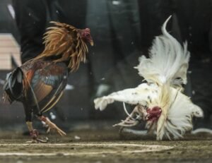 Quan sát thần thái, tiếng gáy và nội lực